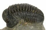 Bargain, Detailed Gerastos Trilobite Fossil - Morocco #323178-1